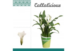 Zantedeschia crystal blush + potcover