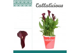 Zantedeschia red alert + potcover