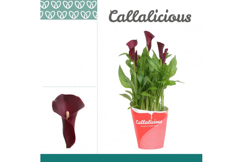 Zantedeschia red alert + potcover 