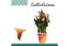 Zantedeschia morning sun + potcover 