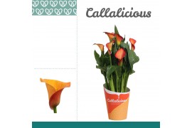 Zantedeschia morning sun + potcover