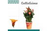 Zantedeschia morning sun + potcover