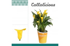 Zantedeschia summer sun + potcover