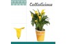 Zantedeschia summer sun + potcover