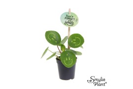 Pilea peperomioides Pilea Smylie Plant® - Happy 5 cm diameter 1 pp