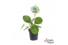 Pilea peperomioides Pilea Smylie Plant® - Happy 5 cm diameter 1 pp
