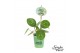 Pilea peperomioides Pilea Smylie Plant® - Happy in papercup 5 cm diame 