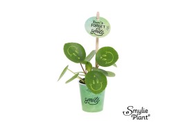 Pilea peperomioides Pilea Smylie Plant® - Happy in papercup 5 cm diame