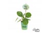 Pilea peperomioides Pilea Smylie Plant® - Happy in papercup 5 cm diame