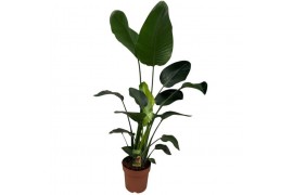 Strelitzia nicolai 3p.p.