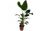 Strelitzia nicolai 3p.p.