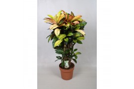 Codiaeum mrs iceton