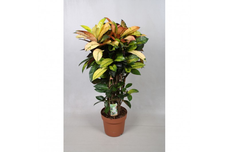 Codiaeum mrs iceton 