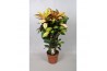 Codiaeum mrs iceton