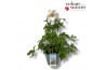 Anemone autumn single grp wild swan