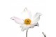 Anemone autumn single grp wild swan 