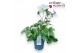 Anemone autumn single grp wild swan 