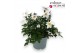 Anemone autumn single grp wild swan 