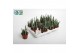 Kleinia stapeliiformis Stapelia 