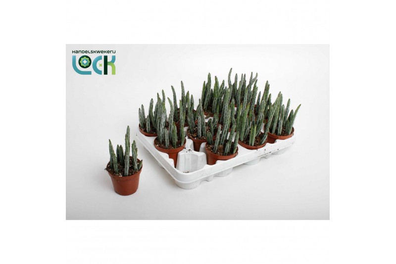 Kleinia stapeliiformis Stapelia 