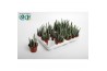 Kleinia stapeliiformis Stapelia