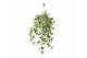 Hedera helix goldchild 20pp - 70-80cm Rank - Hangpot XXL 