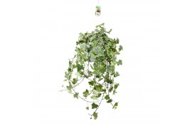 Hedera helix goldchild 20pp - 70-80cm Rank - Hangpot XXL