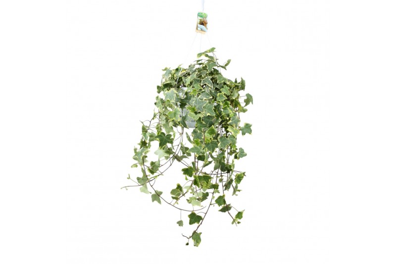 Hedera helix goldchild 20pp - 70-80cm Rank - Hangpot XXL Hedera helix goldchild 20pp - 70-80cm Rank - Hangpot XXL