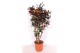 Codiaeum variegatum mammi vertakt 