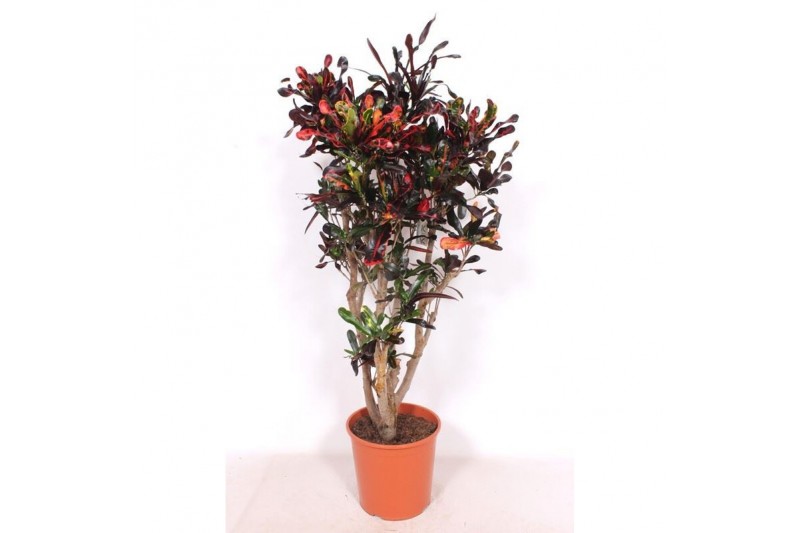 Codiaeum variegatum mammi vertakt 