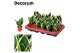 Sansevieria trifasciata Tiny Sansevieria Lotus Dwarf (Decorum) 