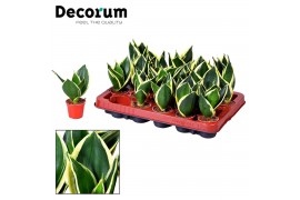 Sansevieria trifasciata Tiny Sansevieria Lotus Dwarf (Decorum)
