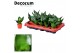 Sansevieria trifasciata Tiny Sansevieria Pure Green Dwarf (Decorum) 