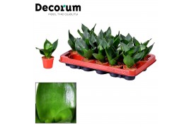 Sansevieria trifasciata Tiny Sansevieria Pure Green Dwarf (Decorum)