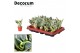 Sansevieria trifasciata Tiny Sansevieria Hanni Green Dwarf (Decorum) 