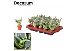 Sansevieria trifasciata Tiny Sansevieria Hanni Green Dwarf (Decorum)