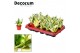 Sansevieria trifasciata Tiny Sansevieria Golden Hanni Yellow Dwarf (De 