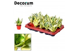Sansevieria trifasciata Tiny Sansevieria Golden Hanni Yellow Dwarf (De