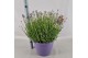 Lavandula angustifolia essence purple 
