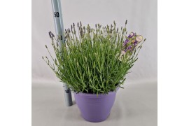 Lavandula angustifolia essence purple