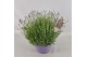 Lavandula angustifolia essence purple 