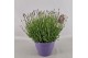 Lavandula angustifolia essence purple 