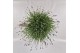 Lavandula angustifolia essence purple 