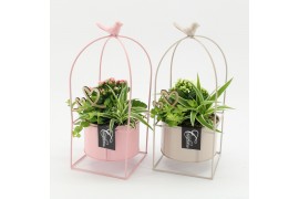 Arrangementen kamerplanten MDCR-2519M Moederdag creatie 3 pp