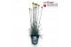 Craspedia globosa golf beauty Craspedia Golf Beauty 
