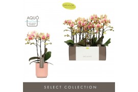 Phalaenopsis multiflora geel Exclusivo - Belle Helene - 3 tak - Molise