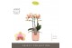 Phalaenopsis multiflora geel Exclusivo - Belle Helene - 3 tak - Molise 