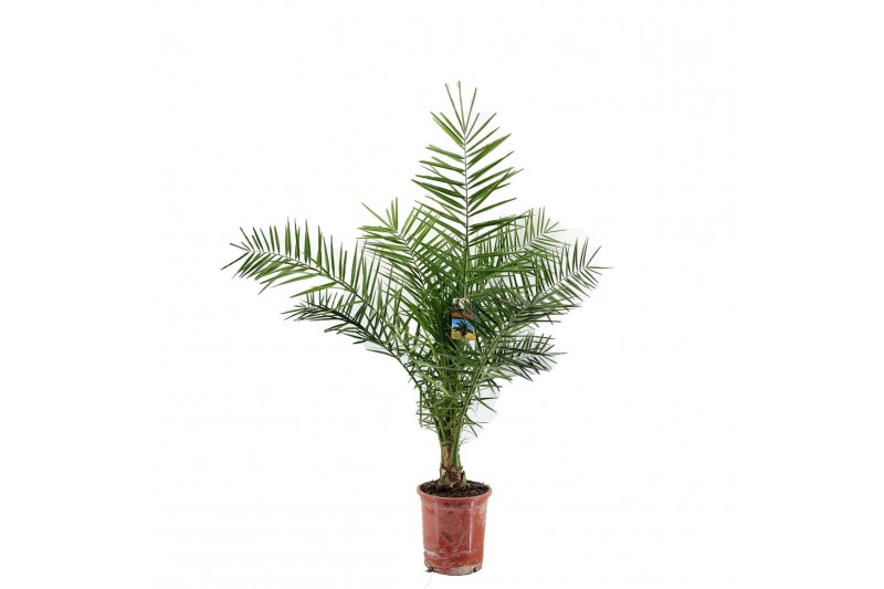 Phoenix canariensis 