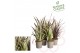 Phormium rubra Phormium gemengd p21 1 pp 30 cm diameter 