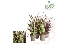 Phormium rubra Phormium gemengd p21 1 pp 30 cm diameter